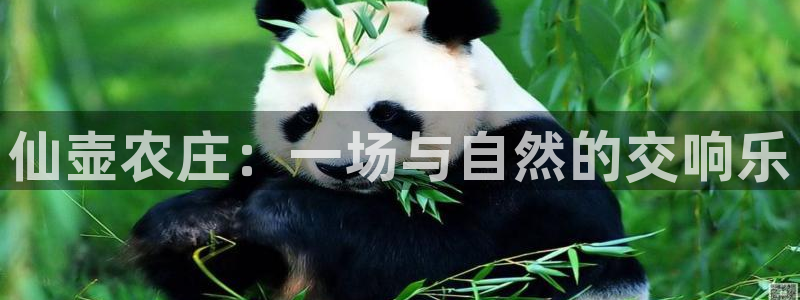 摩根娱乐部