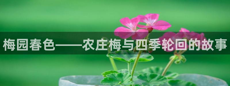 摩根娱乐宝打不开