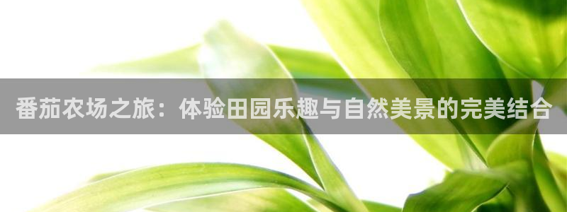 摩根娱乐公司