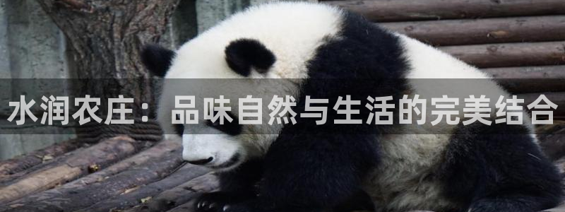 摩根娱乐dj