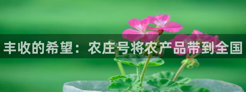 摩根娱乐宝总部招商