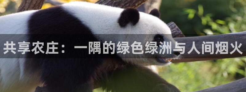 摩根娱乐宝机构代码