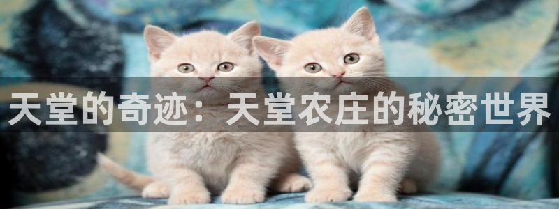 摩根大通王者娱乐