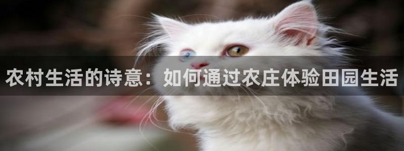 摩根大通黄金娱乐目标价