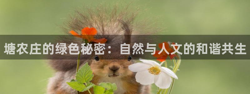 摩根娱乐是什么